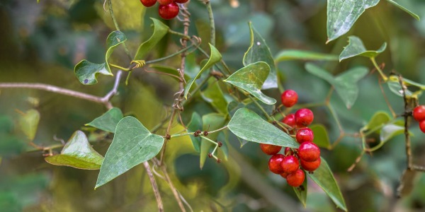 Псориазис – как може да помогне сарсапарила?