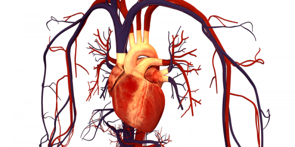 Рутин – най-доброто за сърцето и кръвоносните съдове!