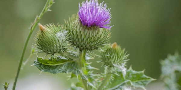 Млечният бодил - билка №1 за здравето на черния дроб!