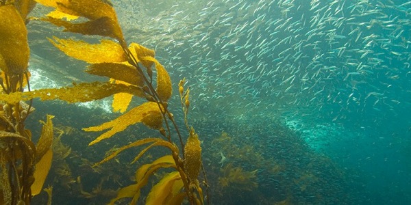 Келп: животворен източник на здраве и енергия!
