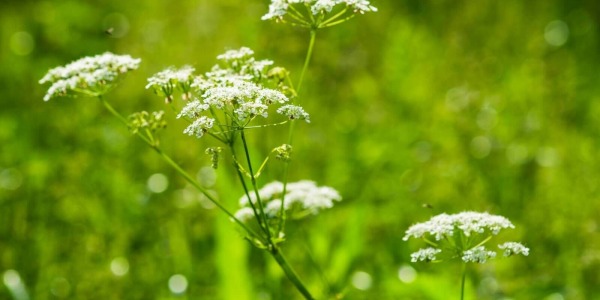 Бял равнец – древна билка с добре проучено лечебно действие!