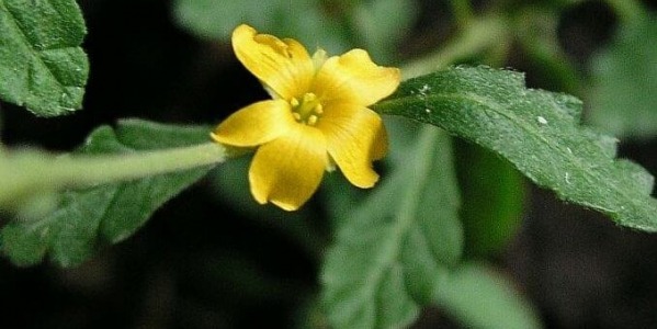 Дамиана: древен афродизиак и стимулатор на енергията!