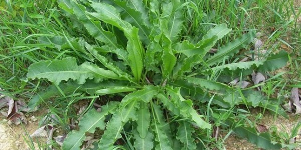 Очистете черния дроб и кръвта от токсините с лапад!