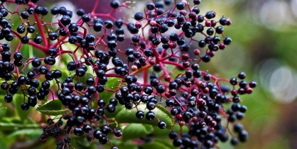 Черен бъз – една от най-ефикасните имуностимулиращи билки!