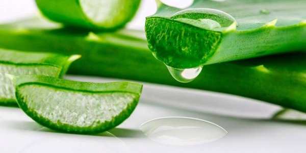 Гелът от алое вера – невероятен щит срещу болести и умора!