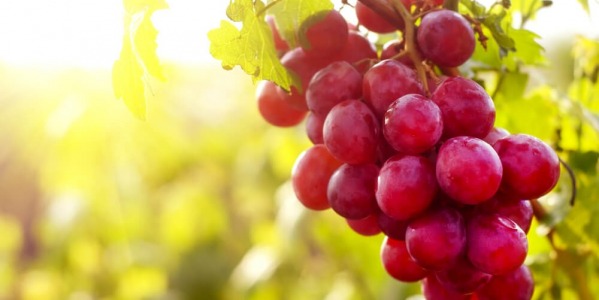 Флавоноиди и биофлавоноиди – подмладяват и енергизират!