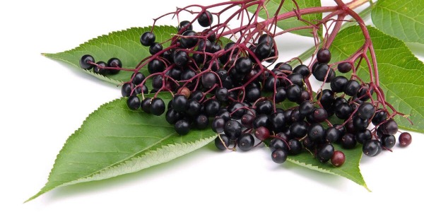 Черен бъз – супергерой в битката с грипа!