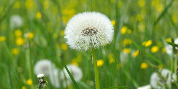 Глухарчето – една от най-полезните за черния дроб билки!