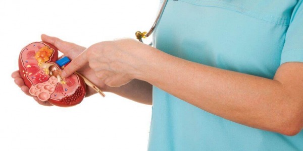 Кои естествени средства помагат при бъбречна недостатъчност?