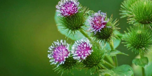 6 причини да включите корена от репей в менюто си