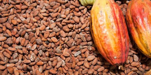 Какаови зърна: антиоксиданти и влияние върху настроението