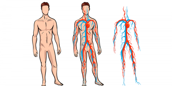 Билкови продукти за добро кръвообращение