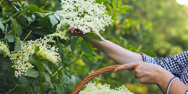 Бял бъз – ползи и лечебни свойства