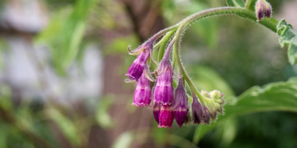 Черен Оман – за какво е полезен?