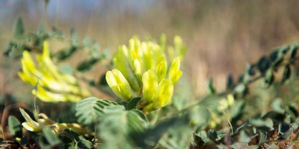 Астрагал – ползи за здравето
