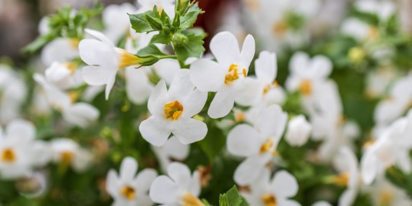Ползи за здравето от билката Брахми (Bacopa Monnieri) 