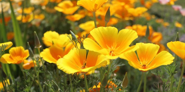 Какво е калифорнийски мак и как може да ни помогне