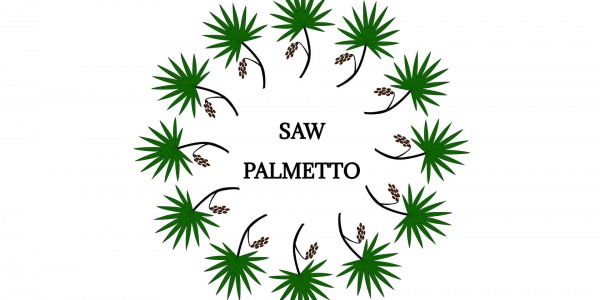 Сао палмето (сереноа репенс)- палмата джудже в помощ на простатата