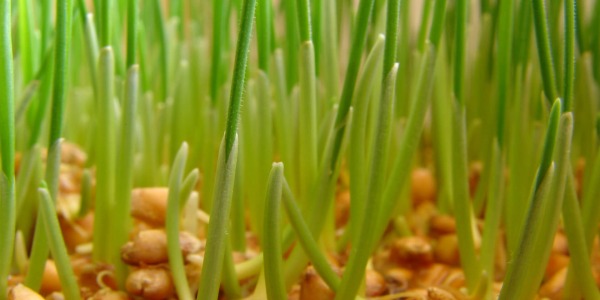 Пшеничен зародиш- още от магията на природата 