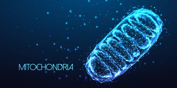 Ключови добавки за правилно функциониране на митохондриите