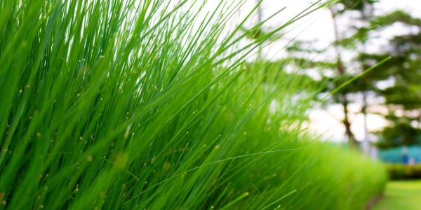 За какво помага троскота?