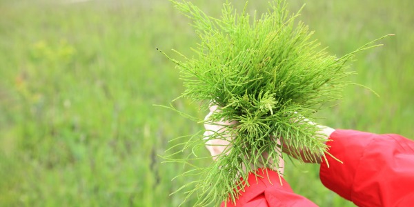 Полски хвощ- силицият в действие