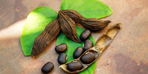 Мукуна- за подобрена мозъчна дейност и настроение