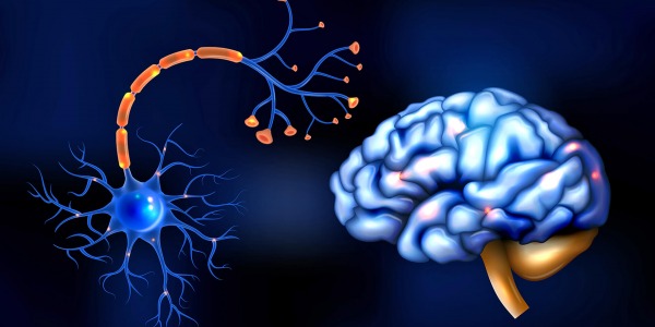 SPHINGOLIN® за здравето на мозъка - свойства и приложение на пероралния миелинов базичен протеин