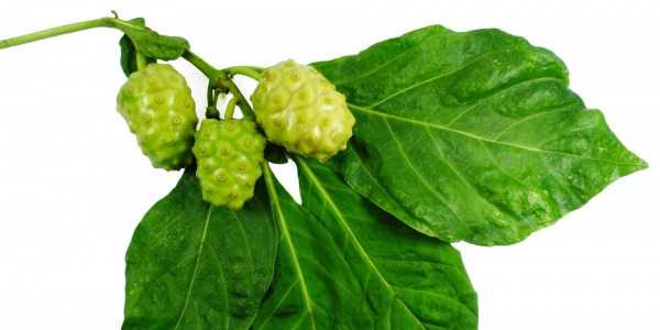 Листа от черница за понижаване на кръвната глюкоза 