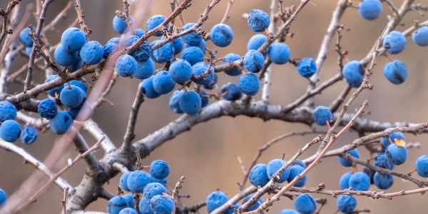 Черен трън – помощник на дихателните пътища