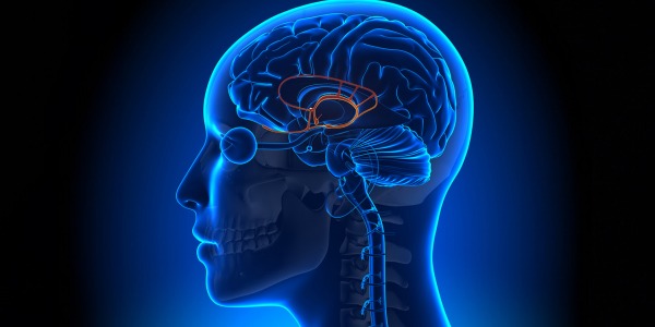 Хипофизата и епифизата като „диктатори” на здравето