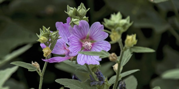 Слез срещу възпаленията и раздразненията