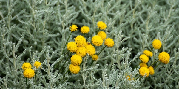 Сантолина за спокойствие и добро храносмилане
