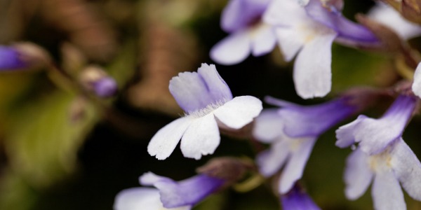Родопски силивряк - едно от чудесата на природата ни