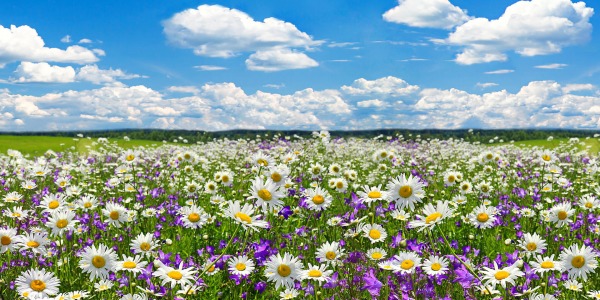 Дивите зелени съкровища на природата