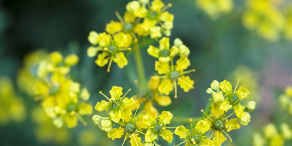 Маслото от седефче - истинска панацея за здравето