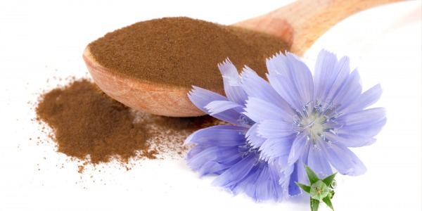 Цикорията - хранително и лечебно растение