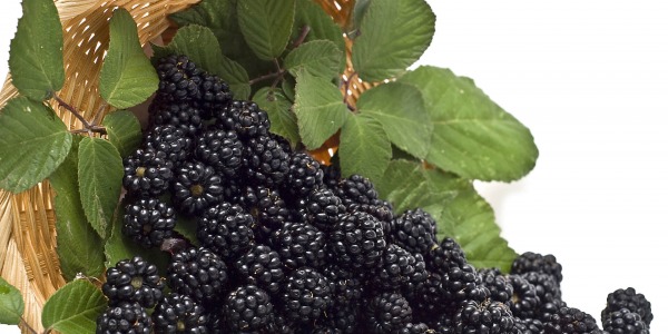 Къпините - 10 ползи за здравето