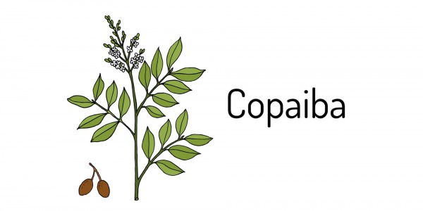 Масло от Копайба - малко известно, но силно лечебно