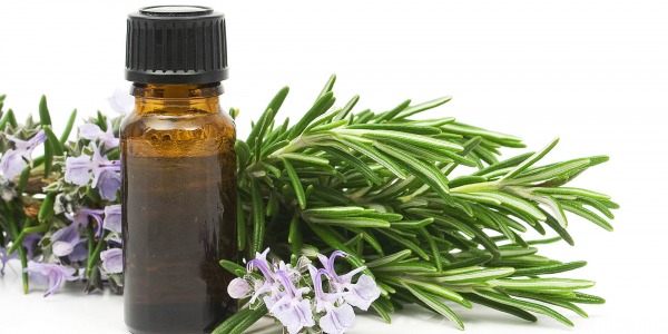 Масло от розмарин при стрес, умора, болки в ставите и косопад 