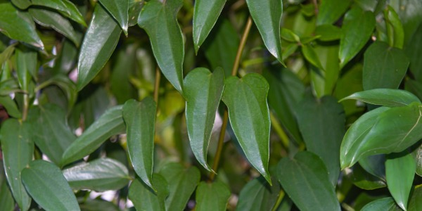 Гуако - едно по-малко изучено, но наистина полезно растение