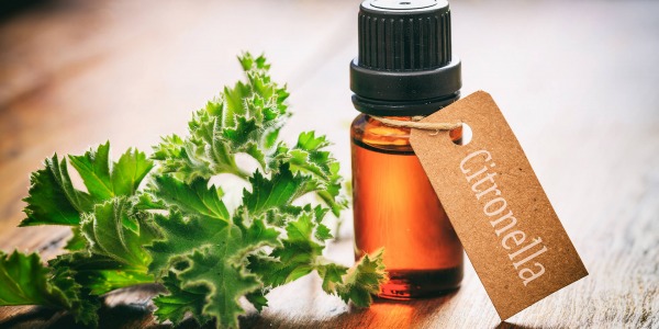 Масло от цитронела - учудващи способности и ползи