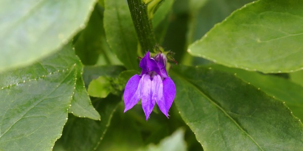 Лобелия - какви са ползите за здравето?