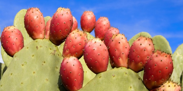 Здравословно отслабване с Нопал кактус