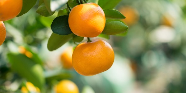 Кумкуат – цитрусовият магьосник на детокса