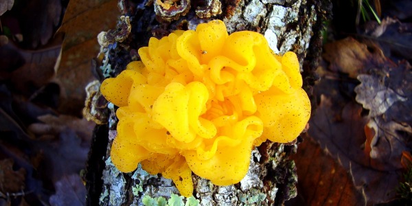 Тремела – супер гъбата, осигуряваща красота и здраве