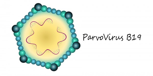 Парвовироза – опасна ли е за хората?