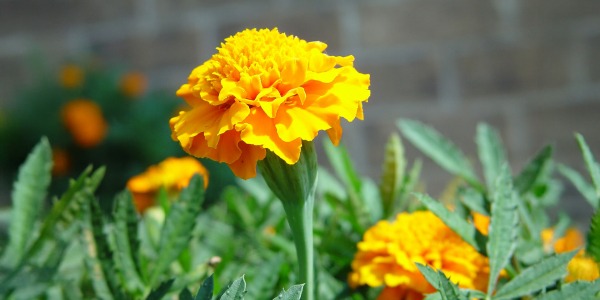 10 невероятни ползи от невена за здравето, кожата и косата