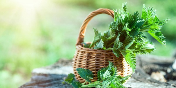 Ползи от копривата