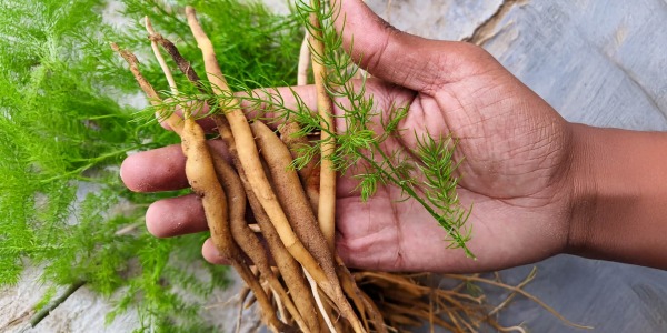 Шатавари – женската билка за хормонален баланс и подкрепа във всяка възраст